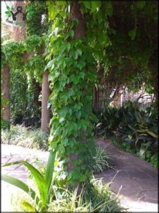 A large tree with green leaves and a vine growing up it.