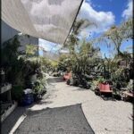 A large umbrella is set up in a garden, providing shade and shelter for the plants and visitors.