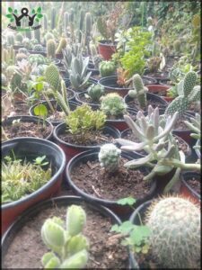 A large variety of cacti are displayed in pots, showcasing their unique shapes and sizes.