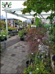 A large variety of plants are displayed in a garden shop, with a focus on the flowers.