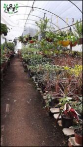 A large variety of plants are displayed in a garden, with some of them being potted in a dirt path.