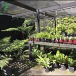 A large variety of plants are displayed in a greenhouse, with some potted plants placed on a shelf.