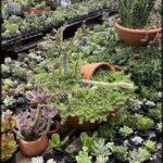 A large variety of potted plants are displayed in a garden center, showcasing different types of cacti and other plants.