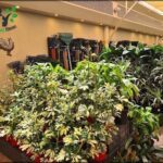 A large variety of potted plants are displayed in a store, including a variety of green plants and flowers.