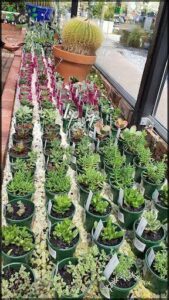 A large variety of potted plants are displayed in a store, with many different types and sizes.