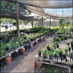 A large variety of potted plants are displayed under a tent, creating a vibrant and colorful scene.
