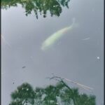 A large white animal swims in a body of water, surrounded by trees.