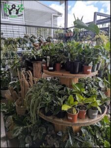 A large wooden wheel holds a variety of potted plants, including a banana tree.