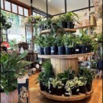 A large wooden wheel holds a variety of potted plants, including a large number of green leafy plants.