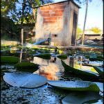 A leaf floats on a pond, reflecting the sunlight.