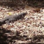 A lizard is seen laying on the ground, surrounded by leaves and branches.