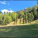 A lush green field with a few trees and a cloudy blue sky.