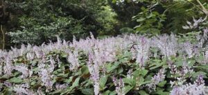 A lush green forest filled with purple flowers and green leaves.