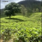 A lush green hillside with a tree in the middle of a field.