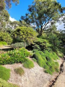 A lush green hillside with a variety of plants and trees.