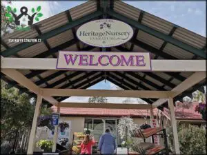 A man and woman are standing under a Heritage Nursery sign, looking at the plants.