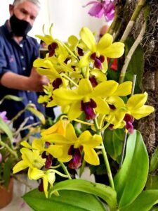 A man is holding a flower in his hand, with a yellow and purple orchid in the foreground.
