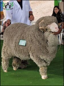 A man is holding a sheep with a number 2 tag on it.