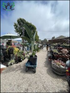 A man is pushing a cart filled with potted plants, including a large palm tree, down a path.