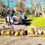 A man is standing next to a truck filled with chickens.