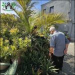 A man is tending to a garden filled with various plants, including palm trees.