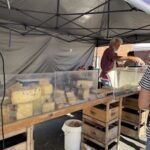 A man stands behind a table filled with cheese, possibly selling it at a market.
