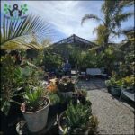 A man stands in front of a garden filled with various plants, including palm trees.