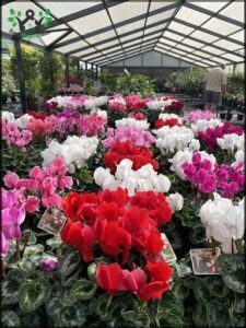 A man stands in front of a large display of flowers, including red and white ones.