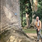 A man stands in front of a large tree, looking at a sign on the tree.
