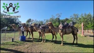 A man stands next to a group of camels, which are lined up in a row.