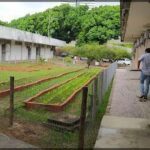 A man walks past a fence with a garden of plants growing in it.