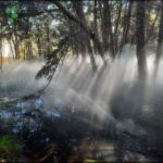 A misty forest scene with a sunlit path.