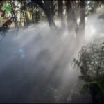 A misty forest scene with a tree in the foreground.