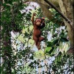 A monkey is hanging from a tree branch, enjoying the sunlight.