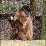 A monkey is seen eating a banana while standing behind a fence.