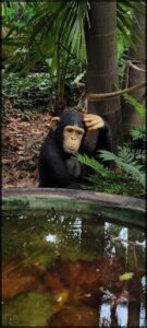 A monkey is sitting next to a pool of water, with its hand on its face.