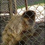 A monkey is standing in front of a fence, looking at the camera.