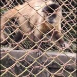 A monkey is standing on a fence, looking at the camera.