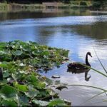 A mother duck and her two ducklings swim in a pond.