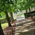 A pathway between two rows of trees.