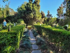A pathway in a garden leads to a bench, surrounded by greenery and a tree.