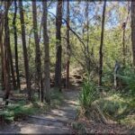 A pathway in the woods with a tree in the foreground.