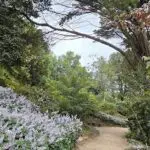 A pathway leads through a forest filled with greenery and purple flowers.
