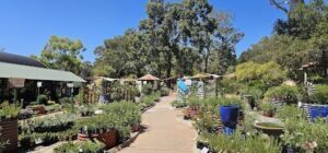 A pathway lined with potted plants and umbrellas, leading to a garden area.