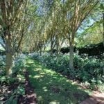 A pathway lined with trees and bushes, creating a serene and peaceful atmosphere.