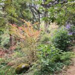 A pathway through a forest with trees, bushes, and flowers.