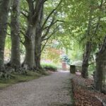 A pathway through a forest with trees on both sides.