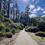 A pathway through a forest with trees on both sides.
