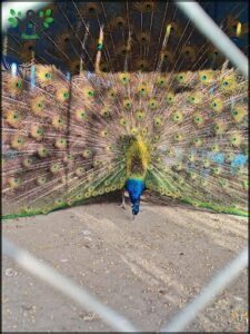 A peacock with a blue head stands in front of a fence.