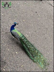 A peacock with a long tail stands on a gravel surface.